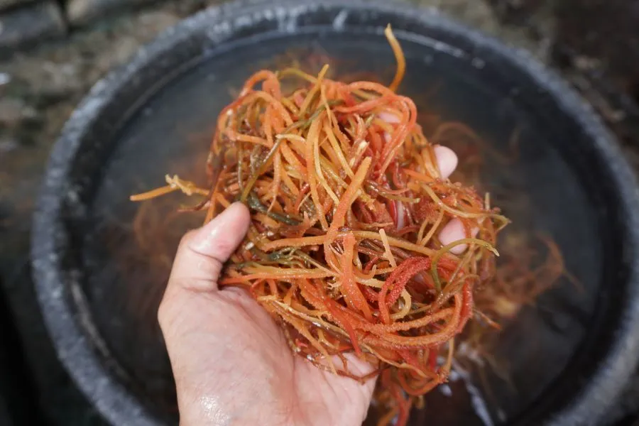 A hand holding red seaweed.